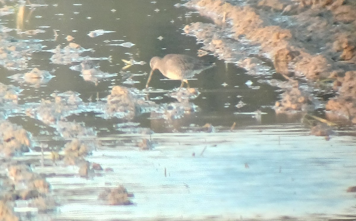 Long-billed Dowitcher - ML643721508