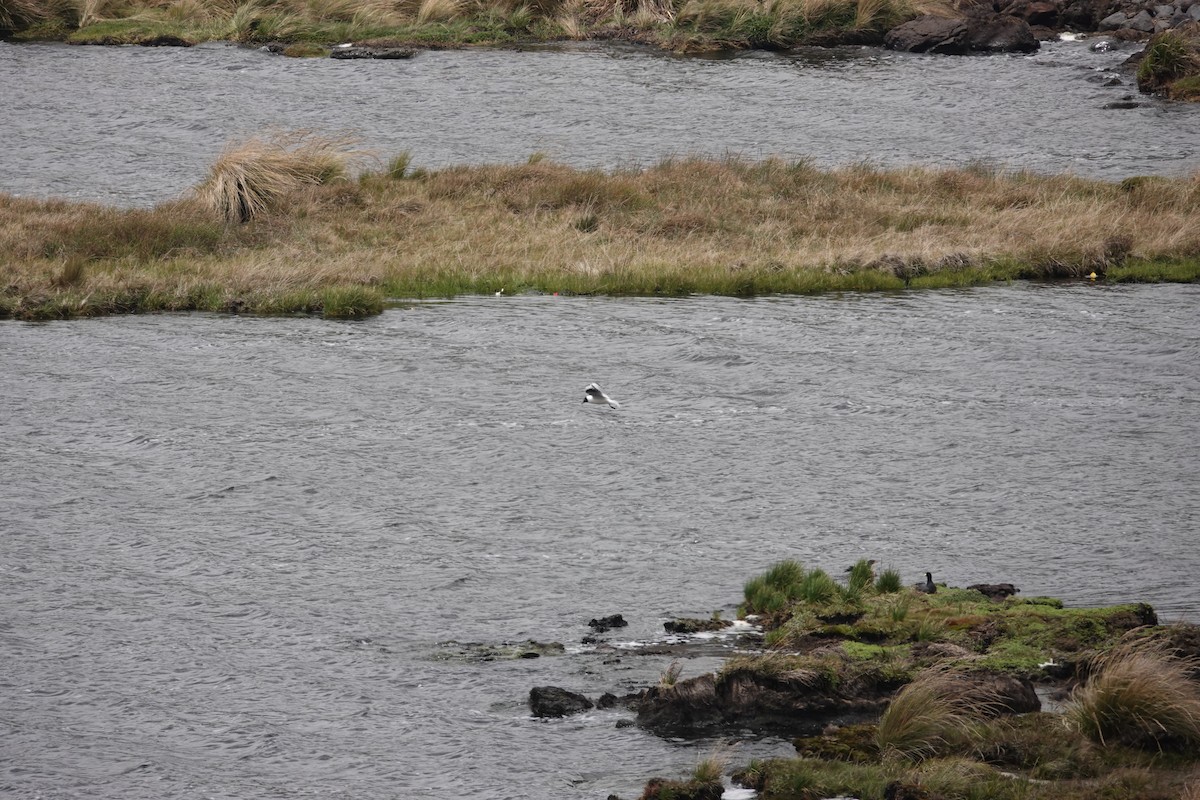 Andean Gull - ML643721510