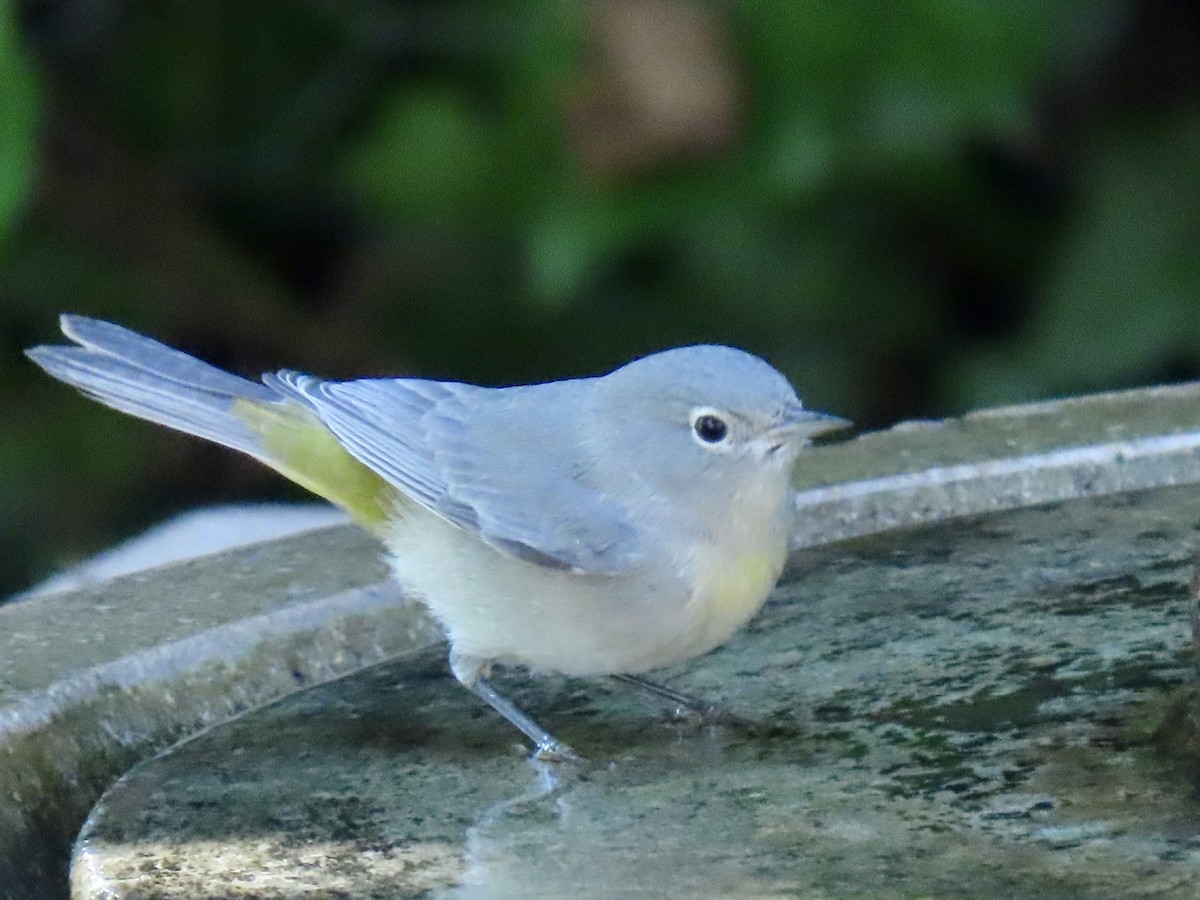 Virginia's Warbler - ML643721511