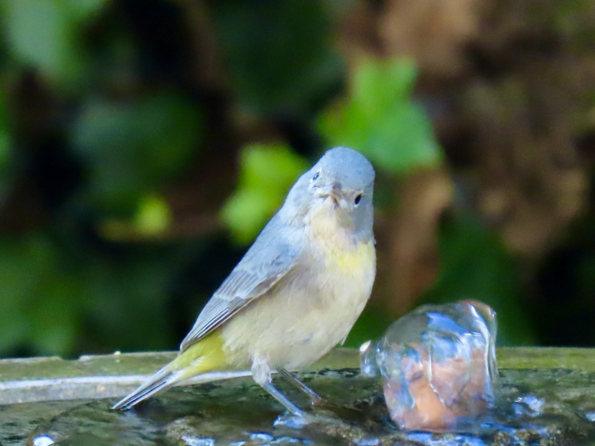 Virginia's Warbler - ML643721512