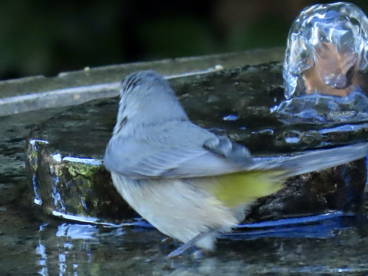 Virginia's Warbler - ML643721513