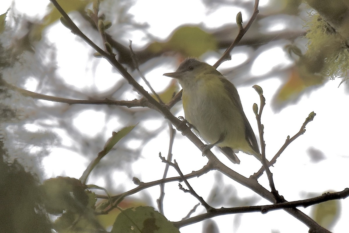 Yellow-green Vireo - ML643721521