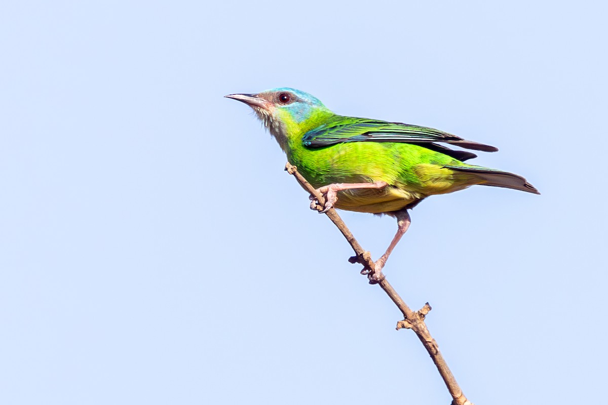 Blue Dacnis - ML643721524