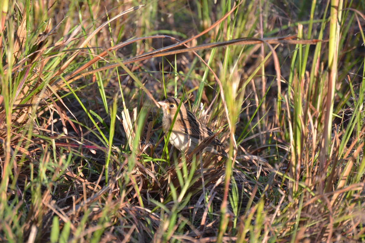 Dickcissel - ML643721526