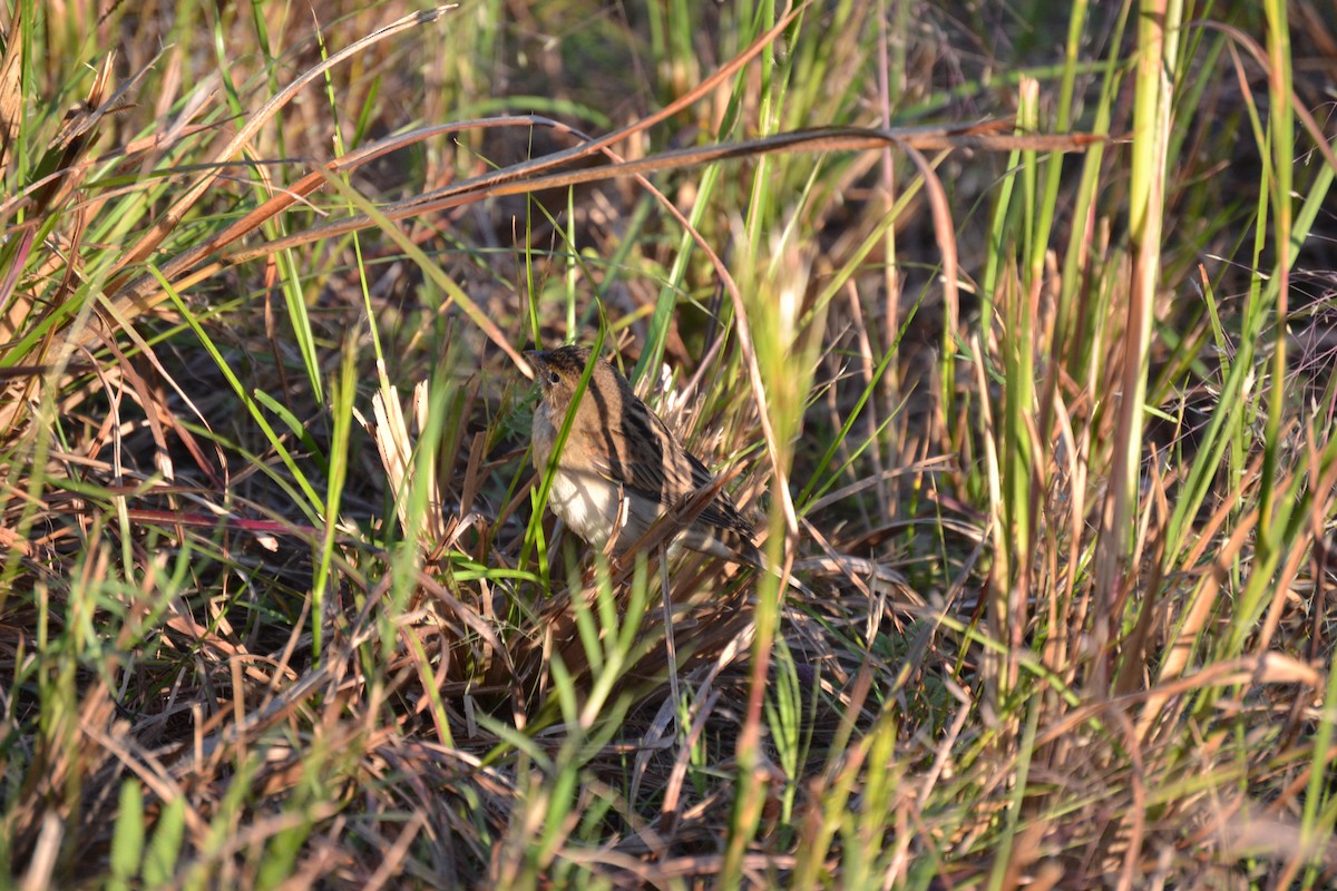 Dickcissel - ML643721527