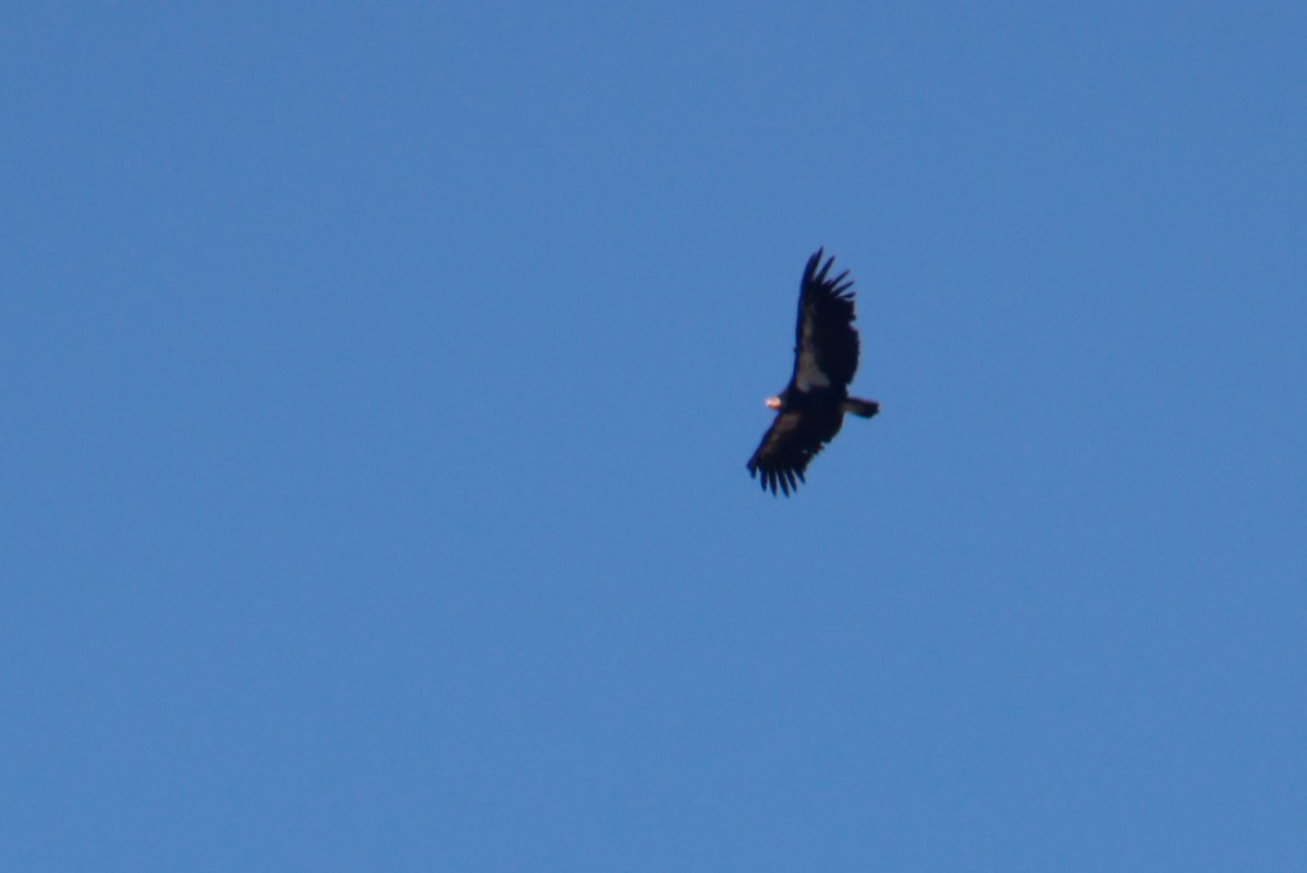 Condor de Californie - ML643721530