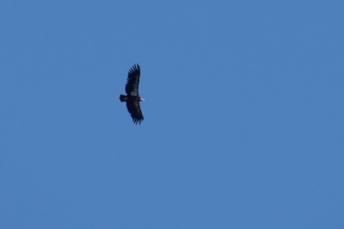 Condor de Californie - ML643721532