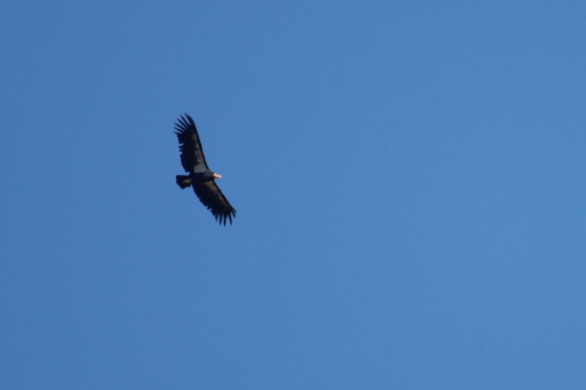 Condor de Californie - ML643721534