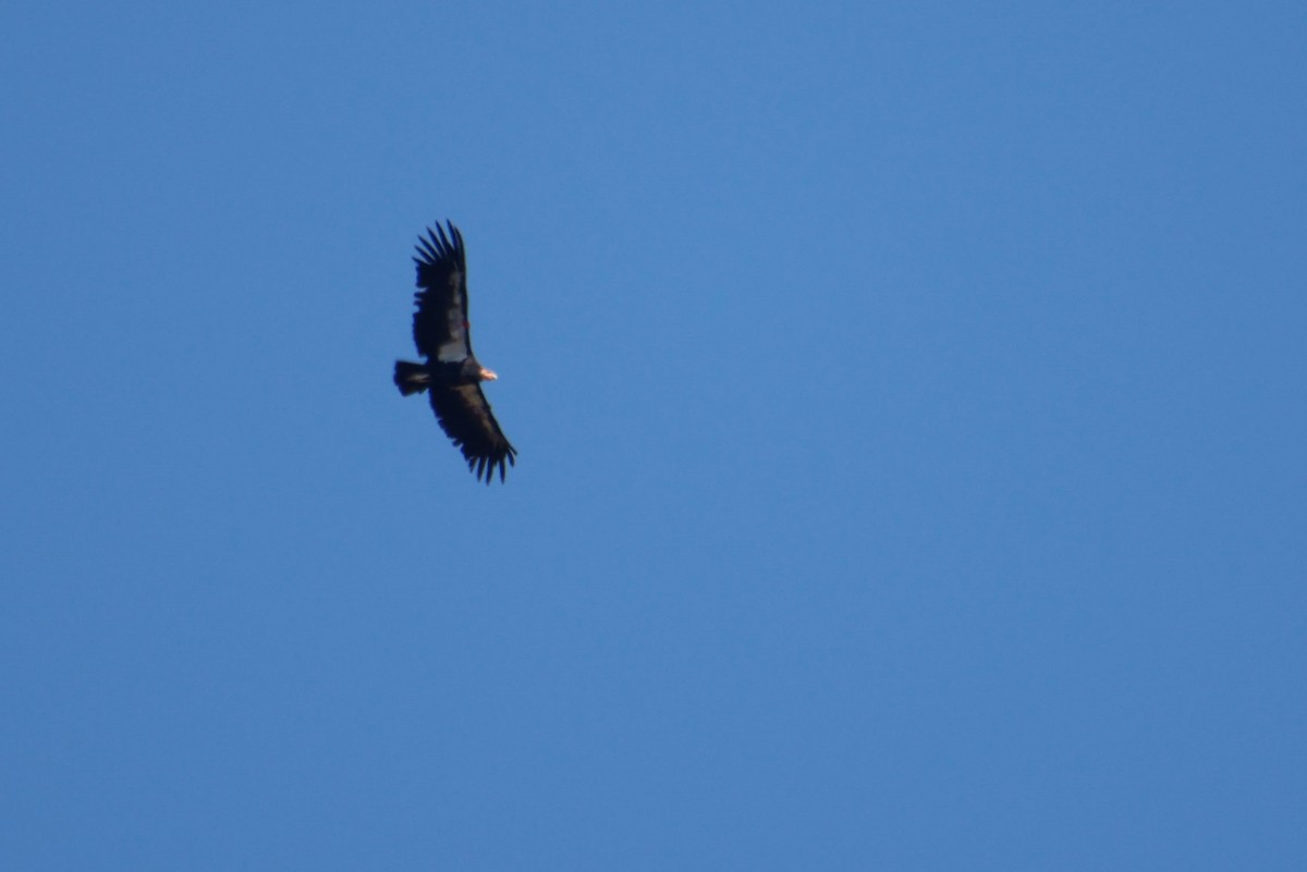 Condor de Californie - ML643721535