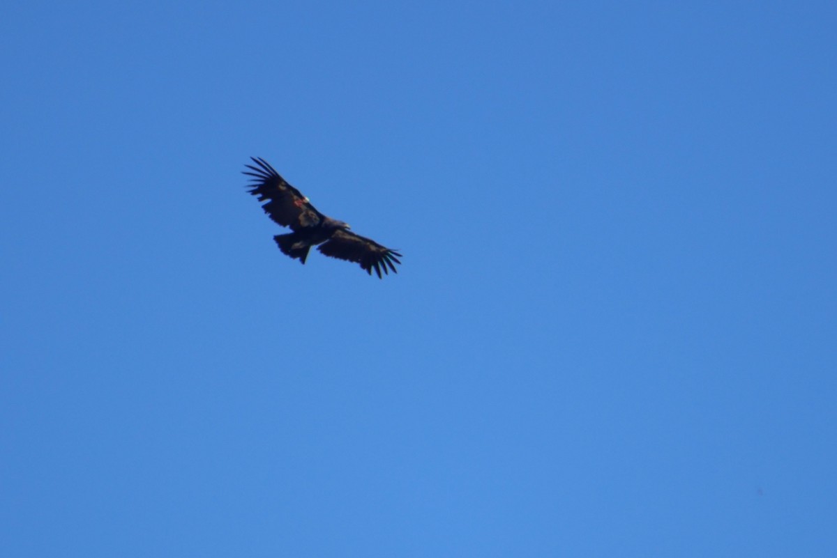 Condor de Californie - ML643721536