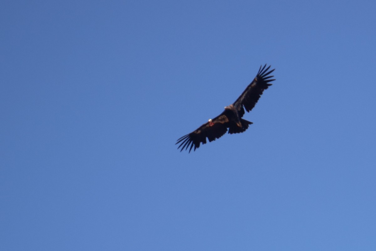 Condor de Californie - ML643721540