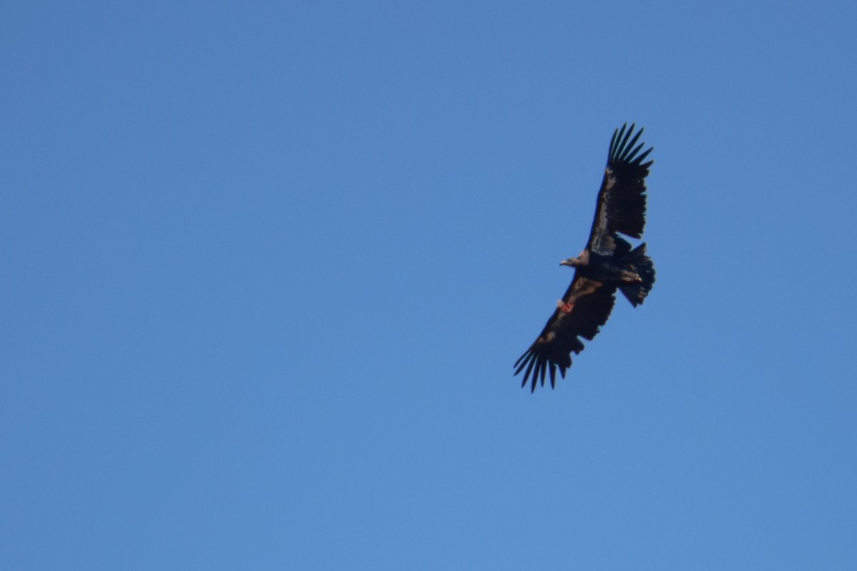 Condor de Californie - ML643721541