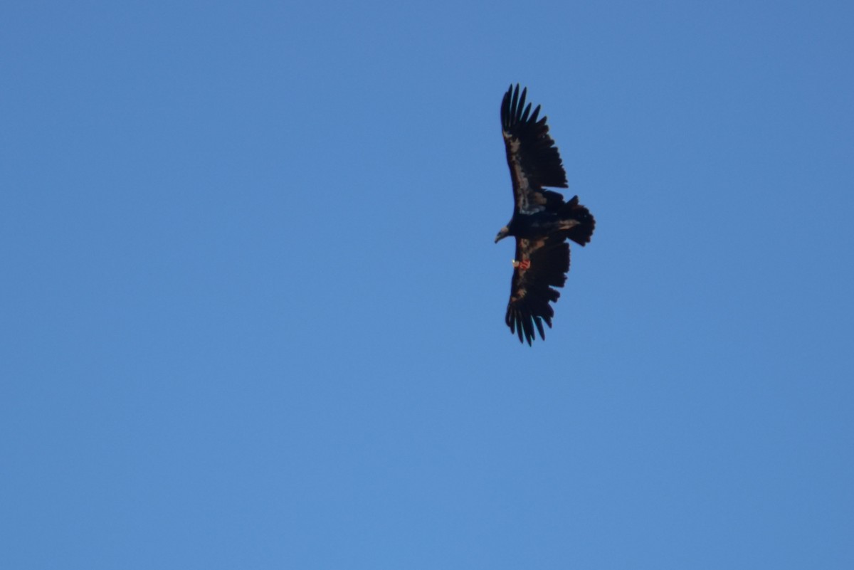 Condor de Californie - ML643721542