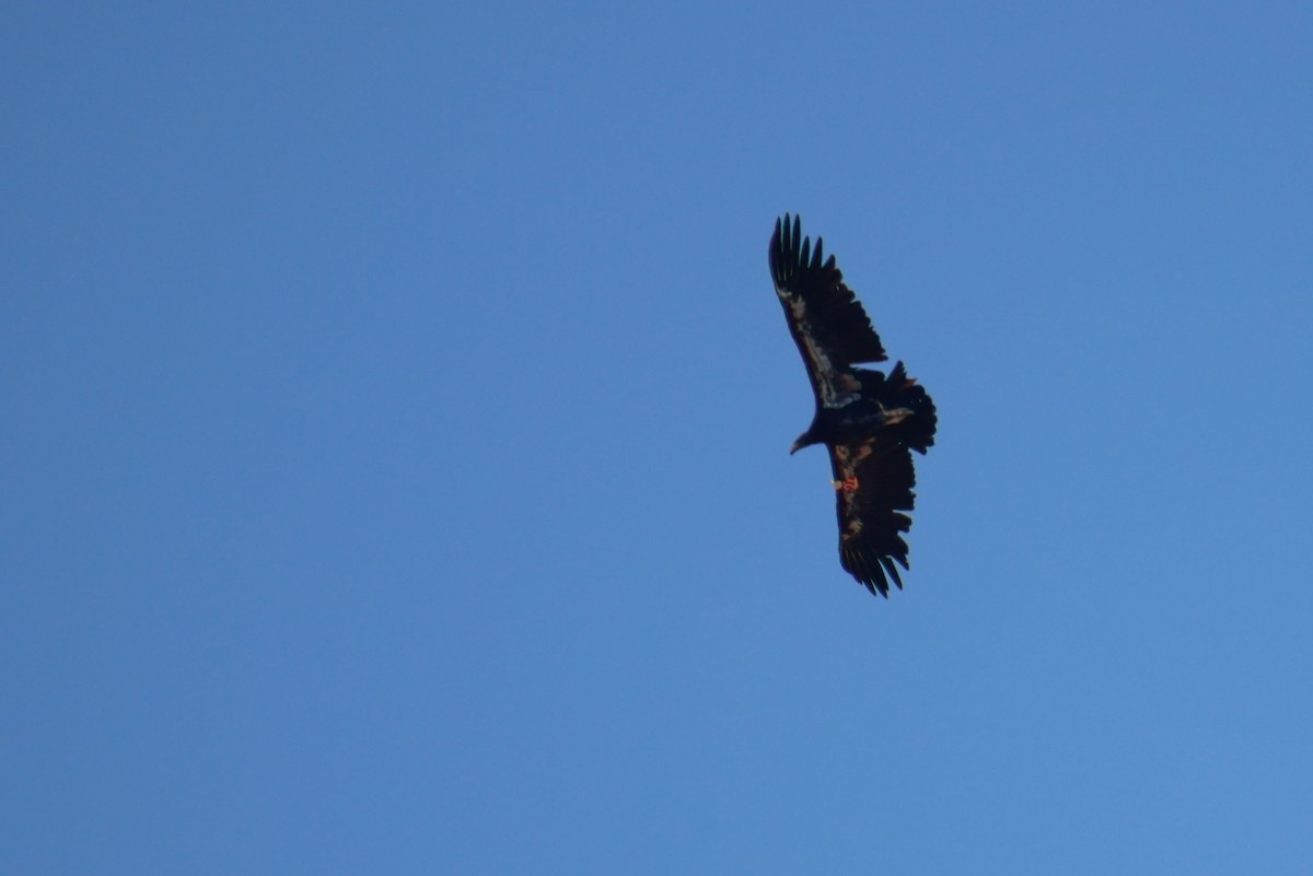 Condor de Californie - ML643721543