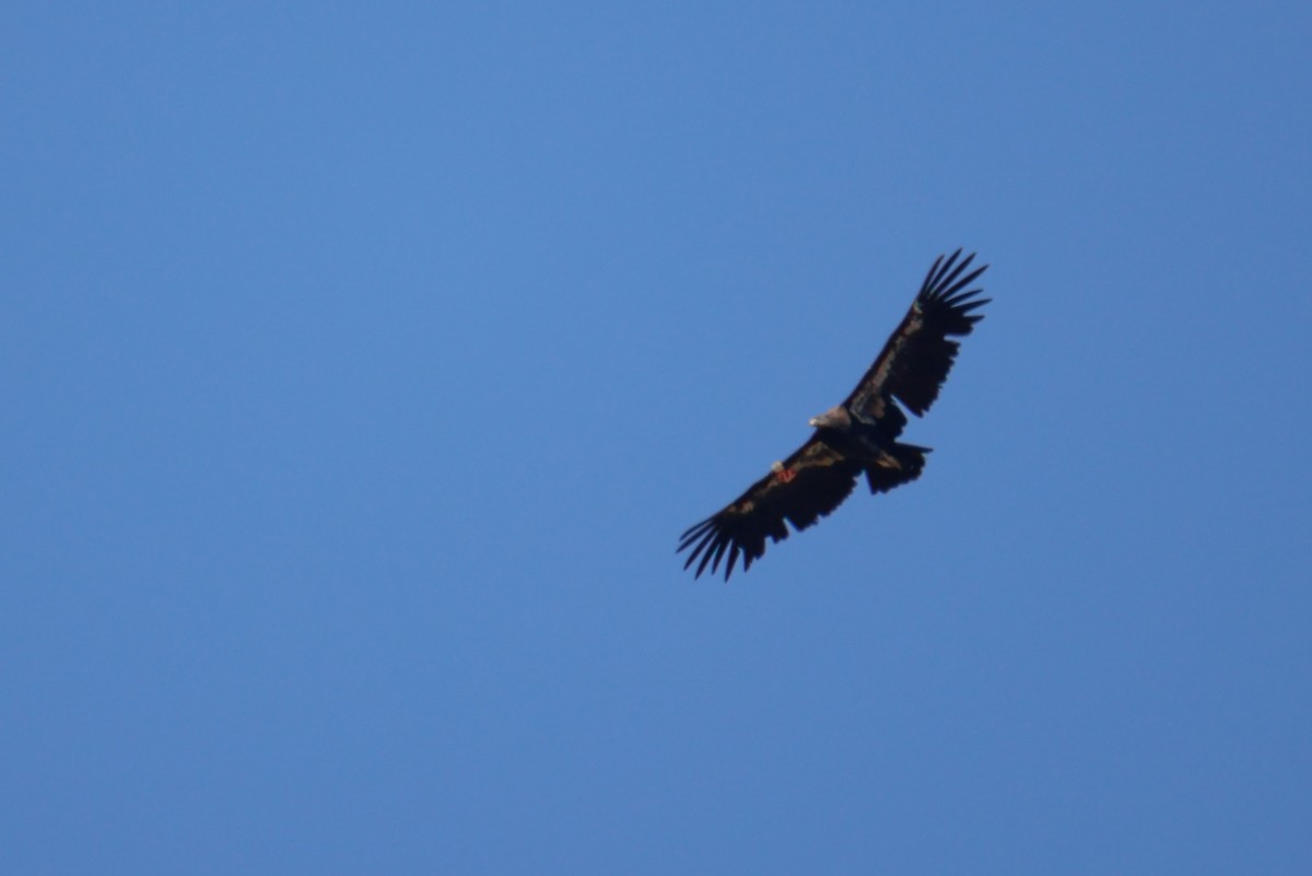 Condor de Californie - ML643721545