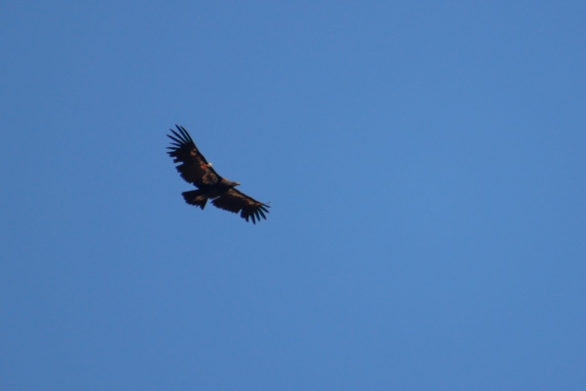 Condor de Californie - ML643721546