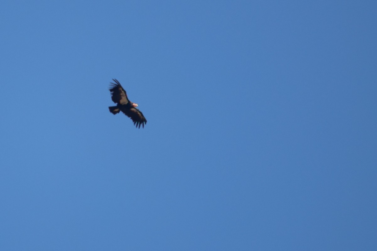 Condor de Californie - ML643721547