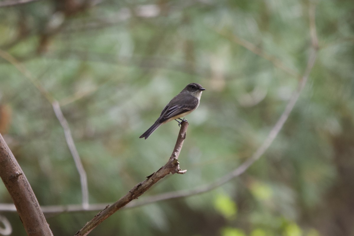 Ak Karınlı Fibi - ML643721553