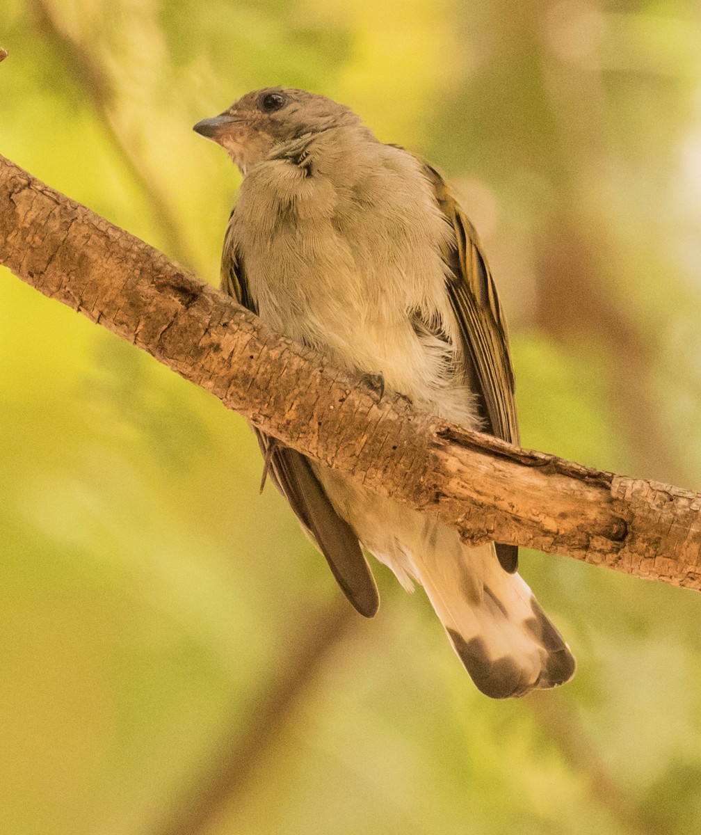 Lesser Honeyguide - ML643721557