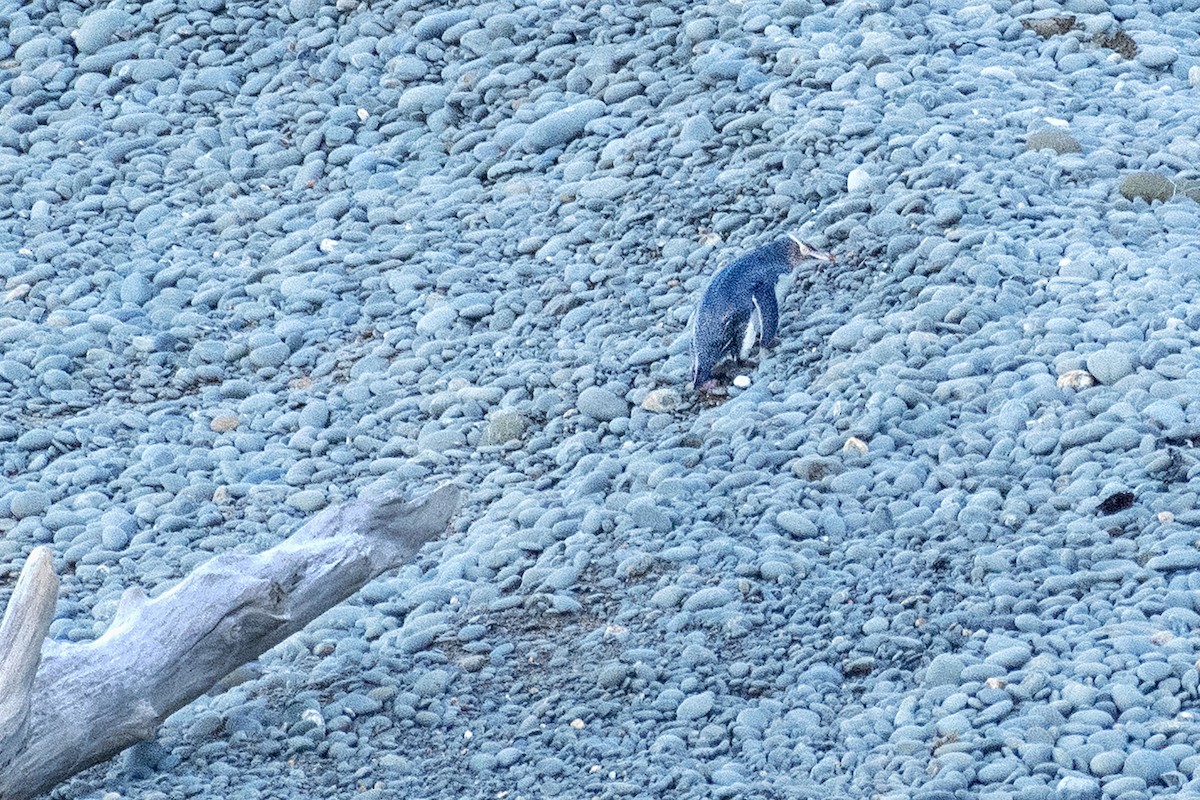 Yellow-eyed Penguin - ML643721564