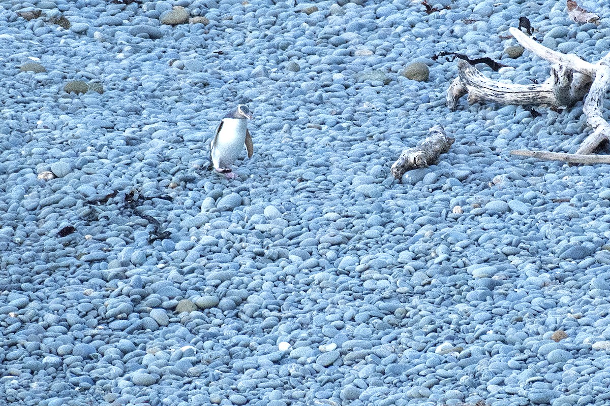 Yellow-eyed Penguin - ML643721565