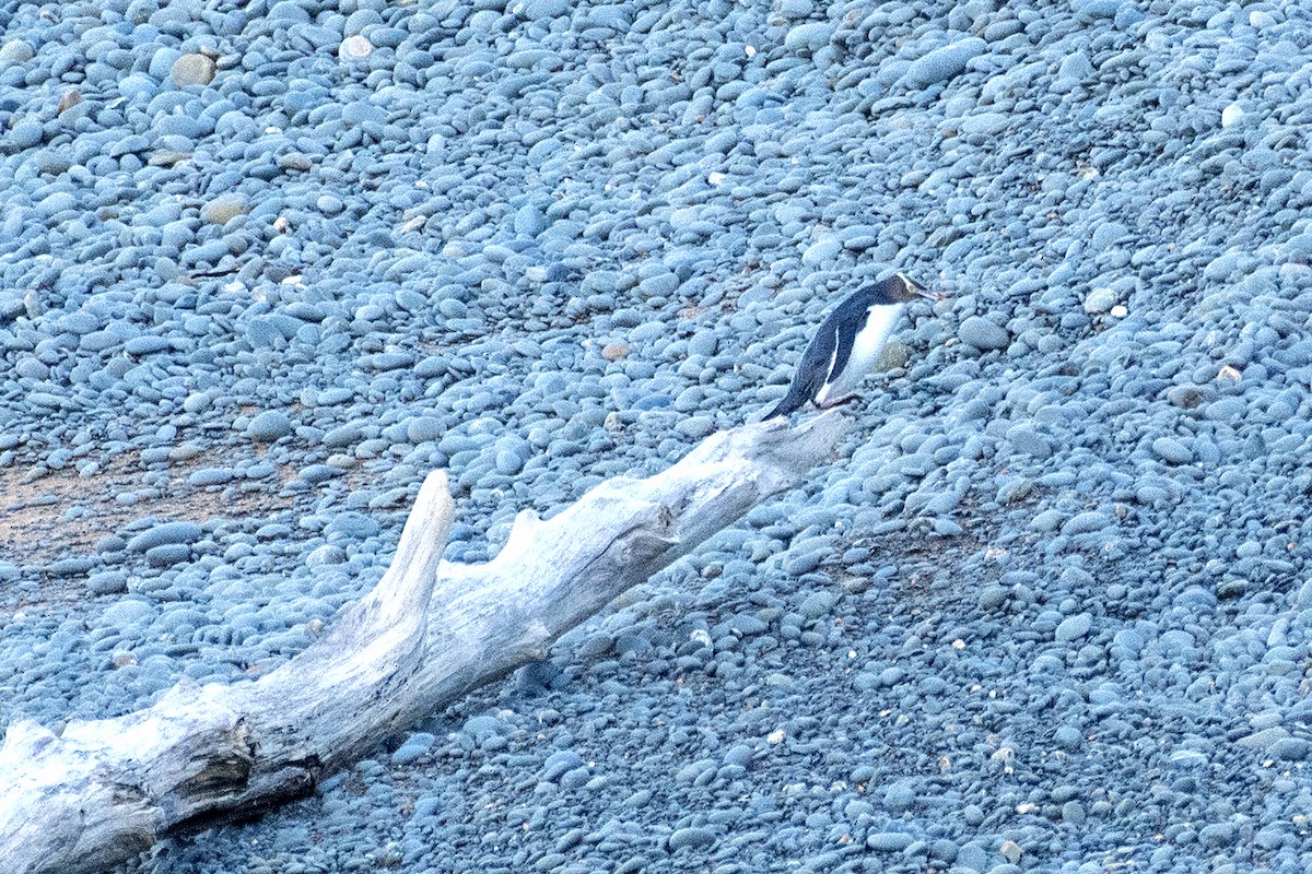 Yellow-eyed Penguin - ML643721566