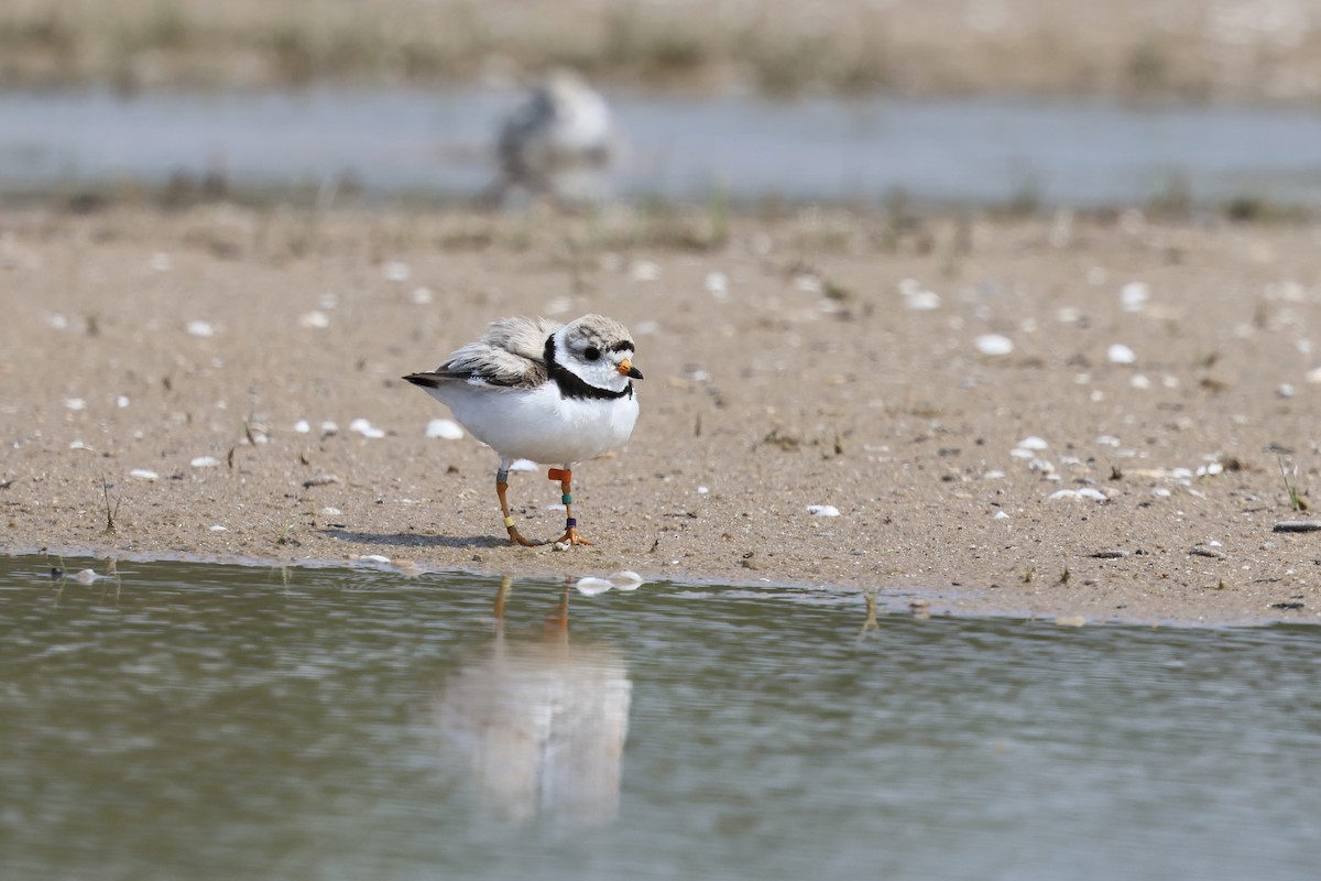 Piping Plover - ML643721568