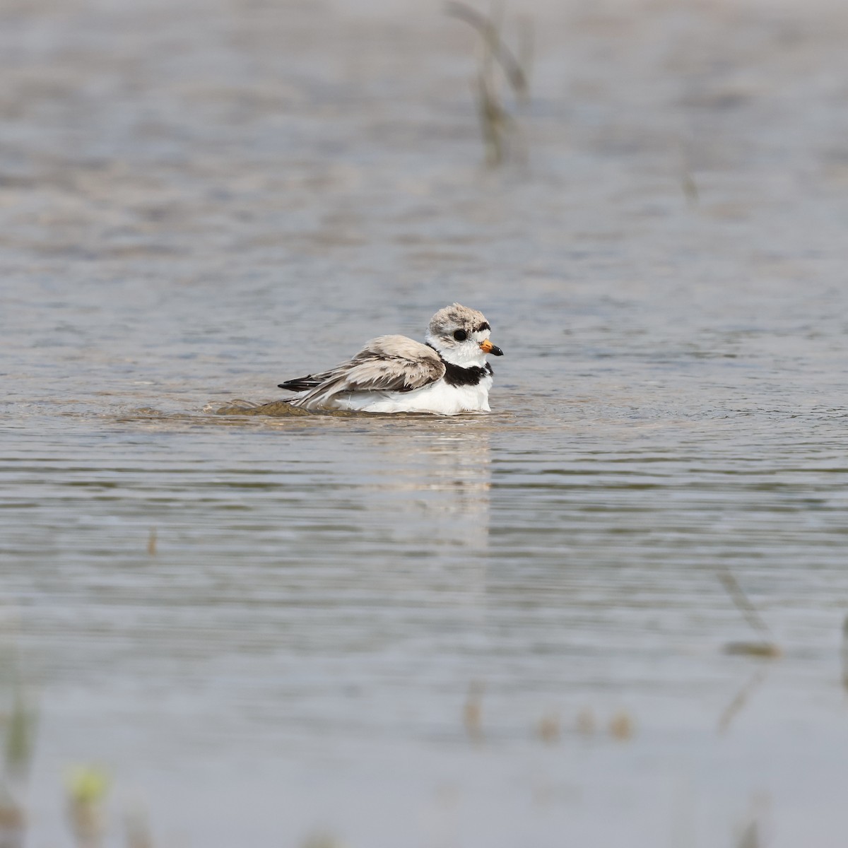 Piping Plover - ML643721569