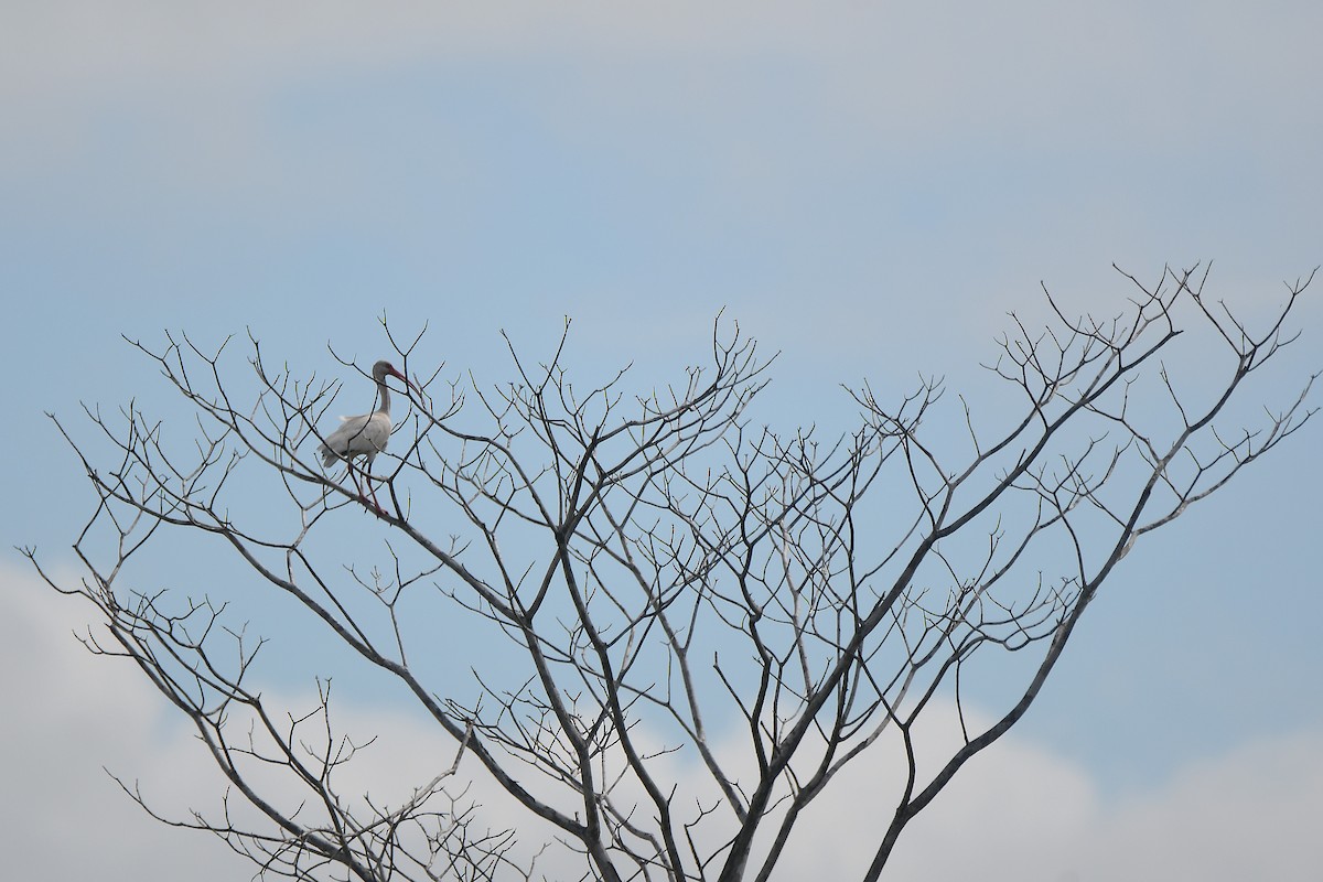 White Ibis - ML643721571
