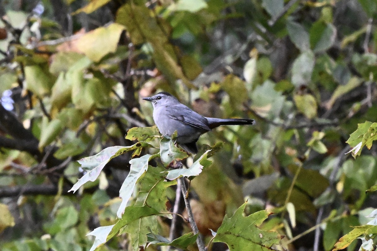 Miaulari grisa - ML643721574