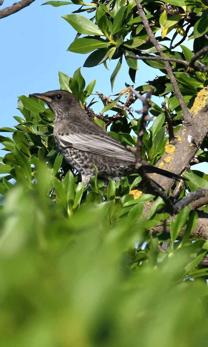 Ring Ouzel - ML643721586