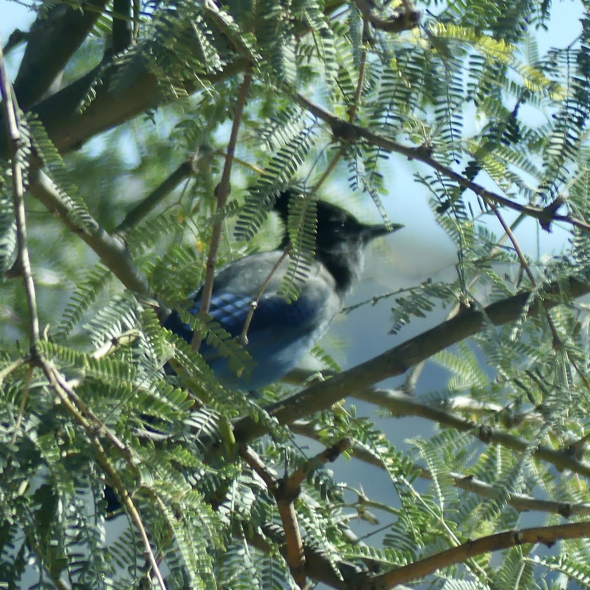Steller's Jay - ML643721587