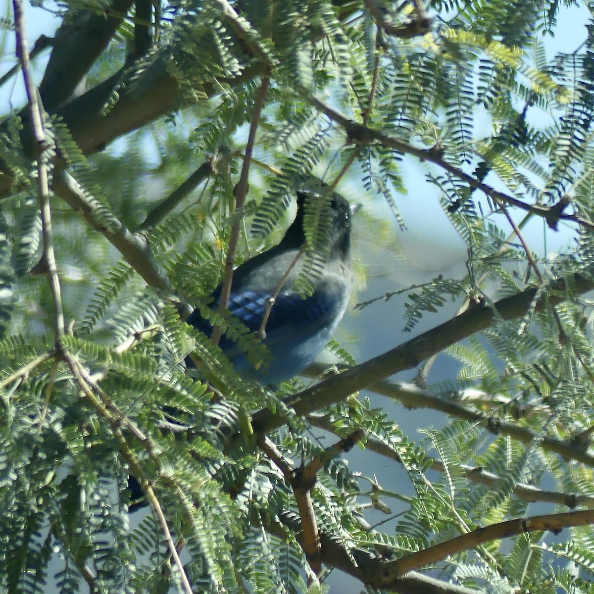Steller's Jay - ML643721592