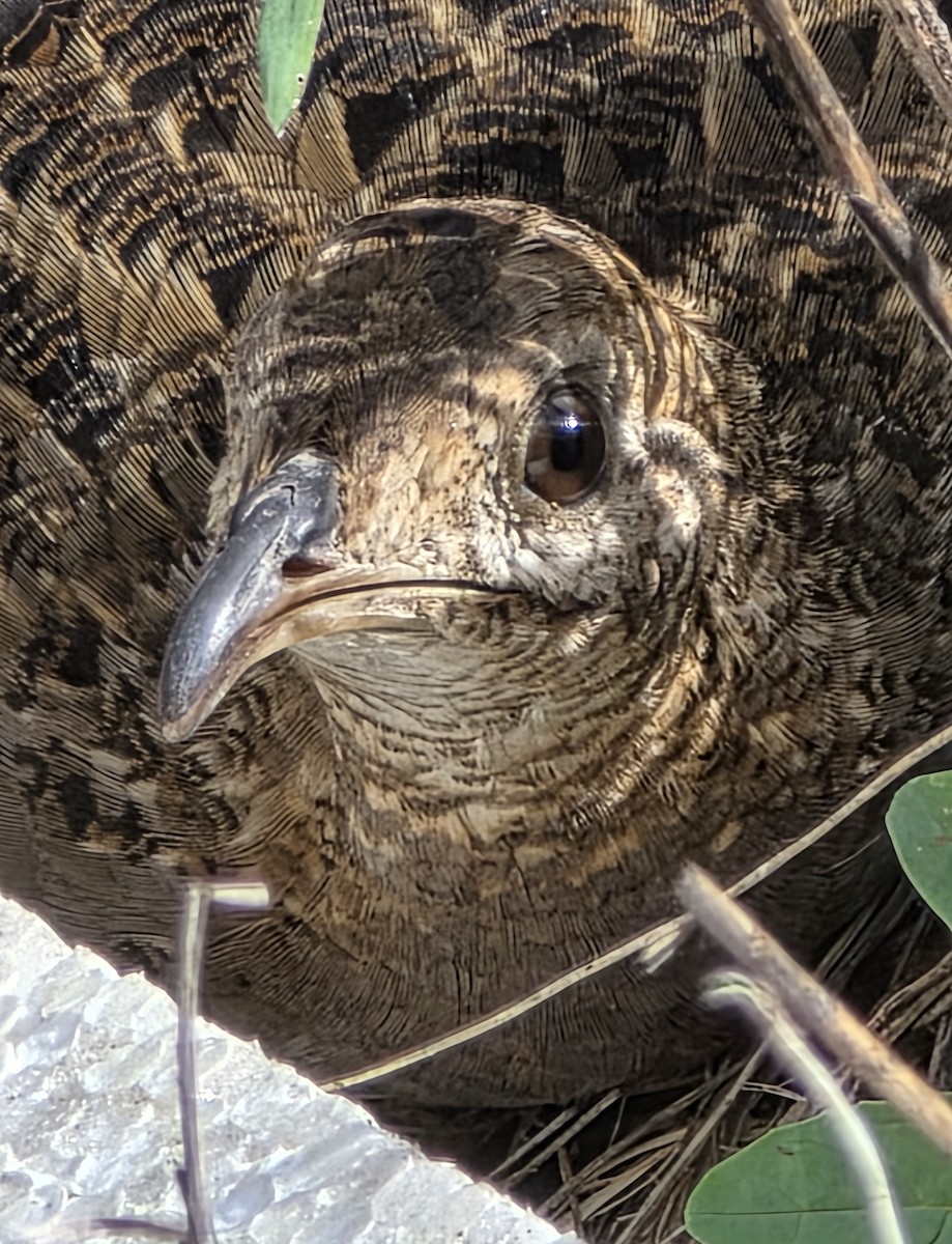 Chilean Tinamou - ML643721600