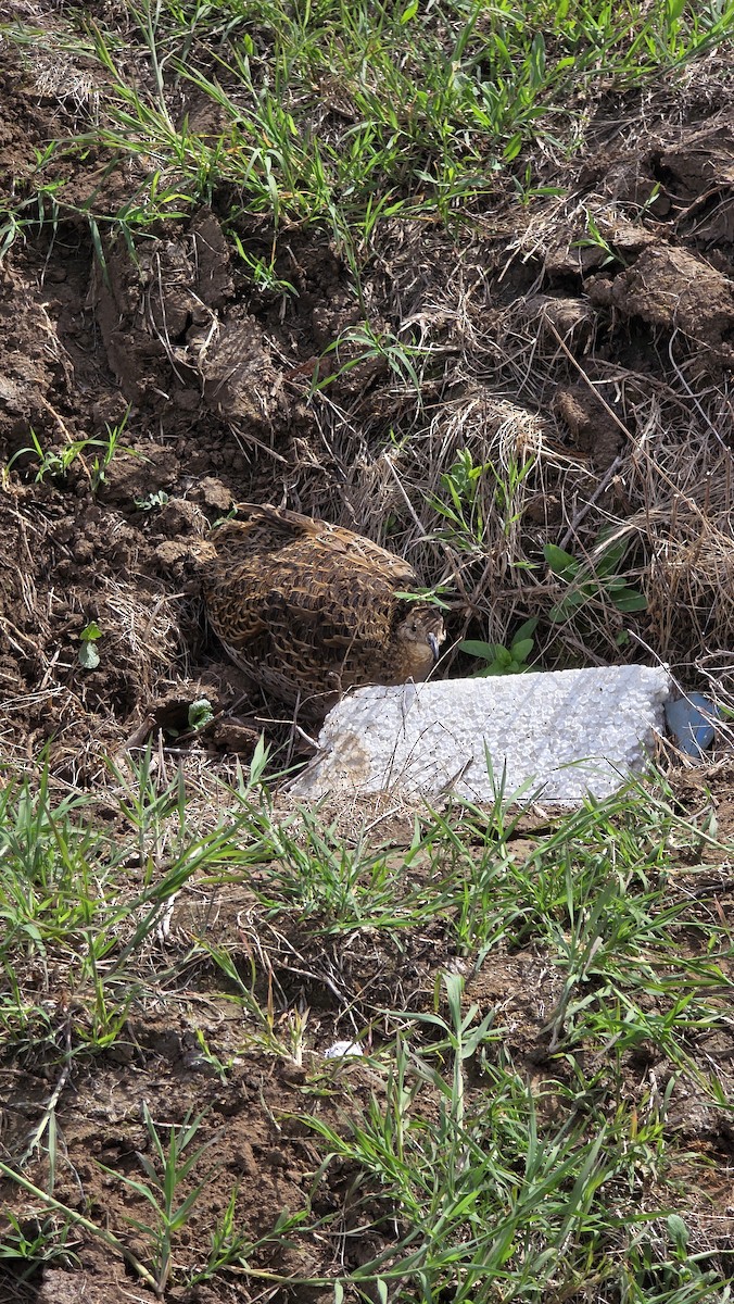 Chilean Tinamou - ML643721609
