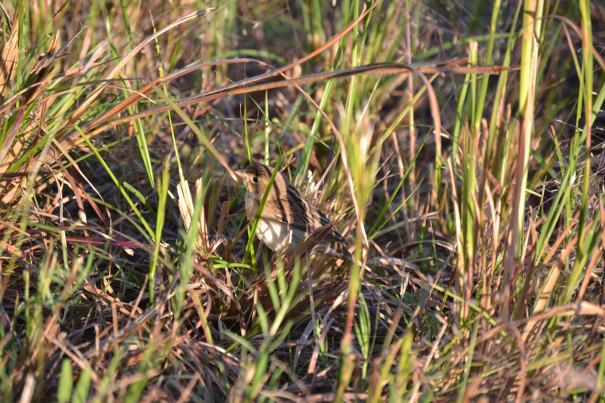 Dickcissel - ML643721616