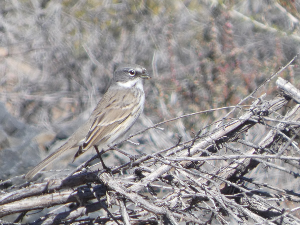 Sagebrush Sparrow - ML643721635