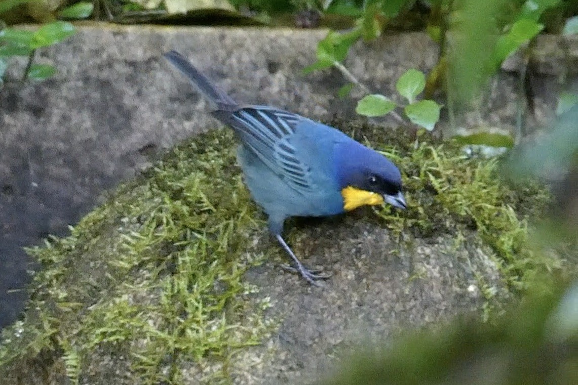 Tangara Capiazul - ML643721636
