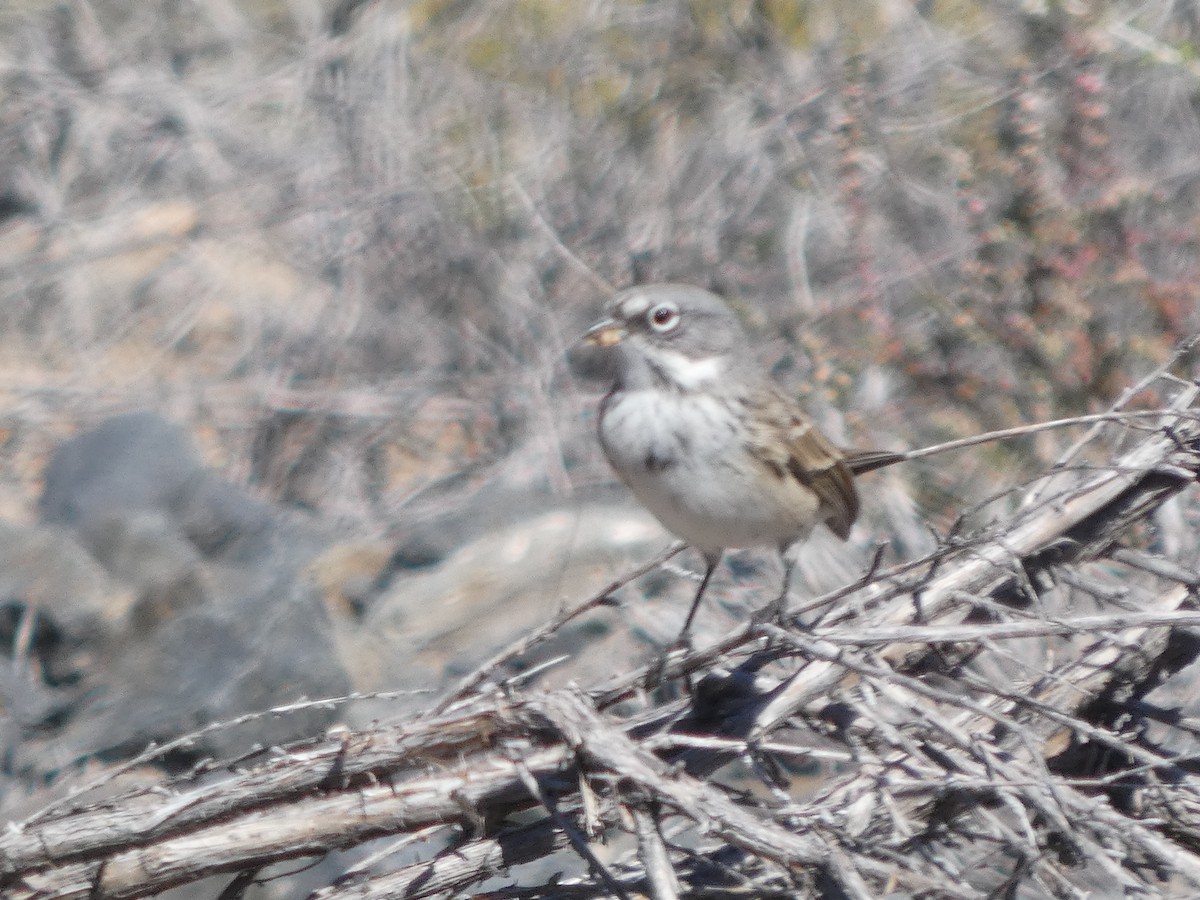 Sagebrush Sparrow - ML643721637