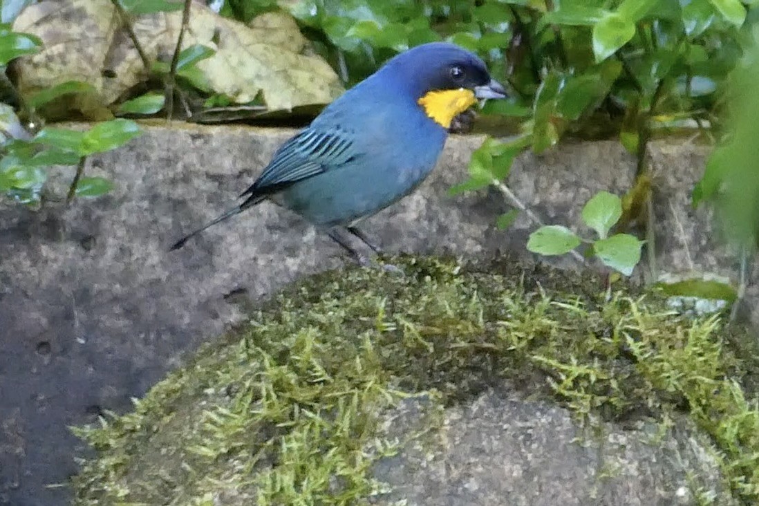 Tangara Capiazul - ML643721640