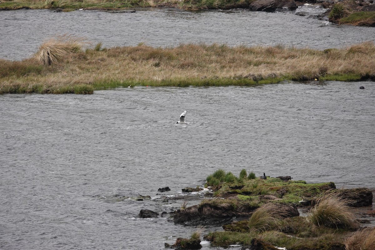 Andean Gull - ML643721651