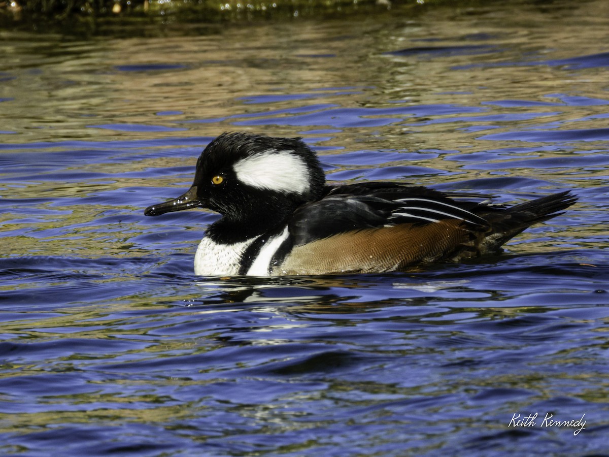Hooded Merganser - ML643721653