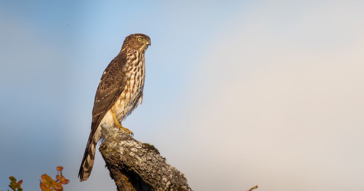 Cooper's Hawk - ML643721675