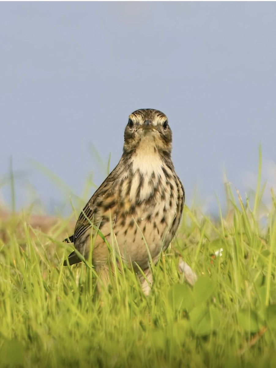 Meadow Pipit - ML643721717