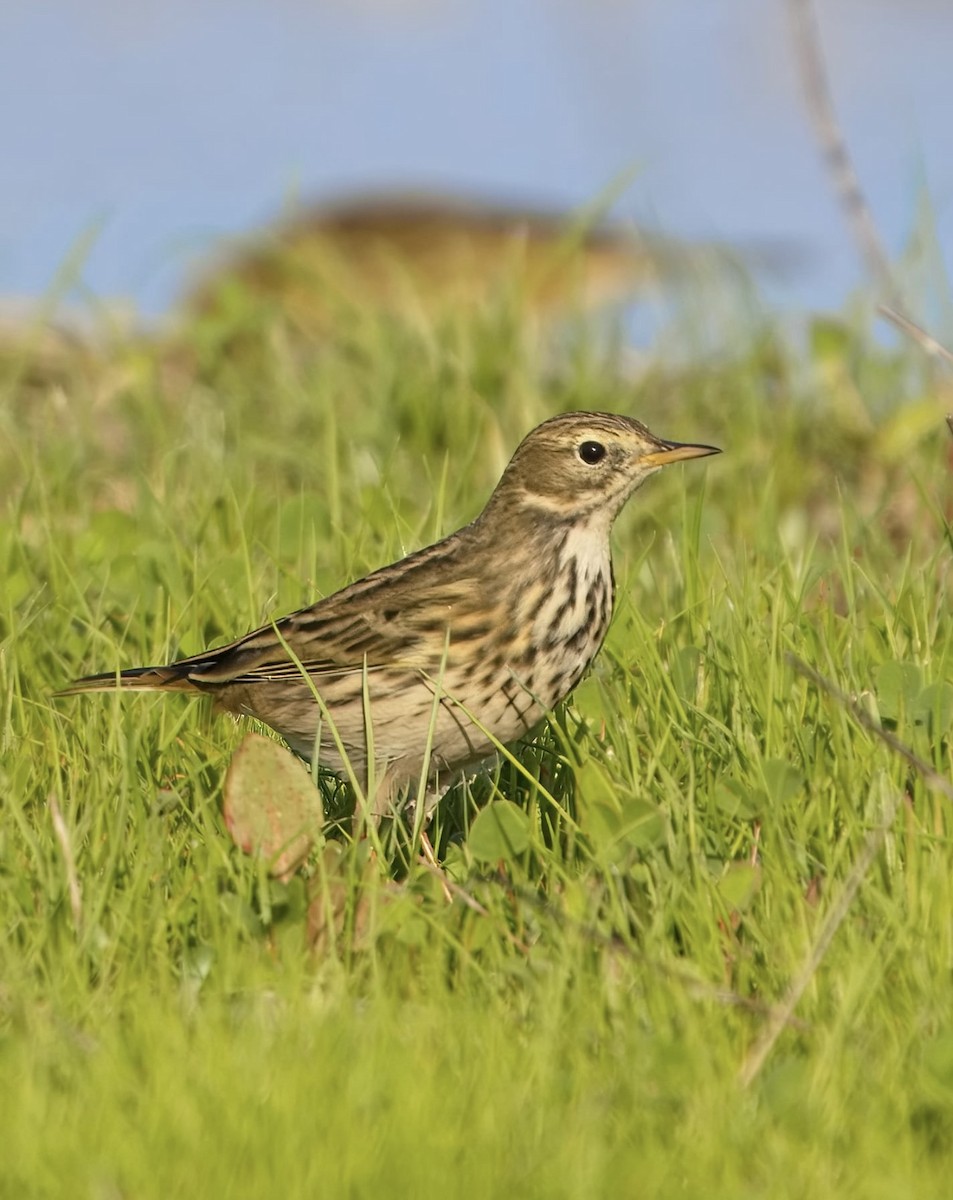 Meadow Pipit - ML643721718