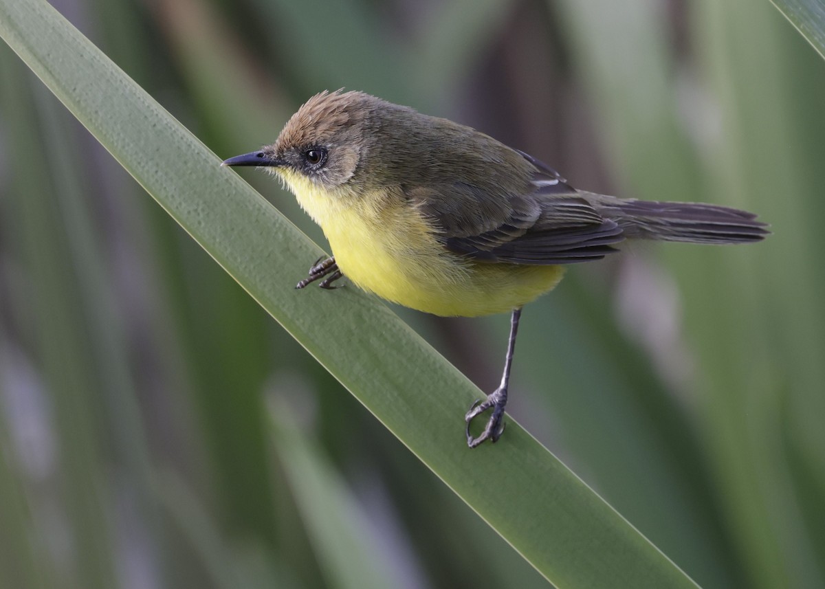 Ticking Doradito - ML643721720