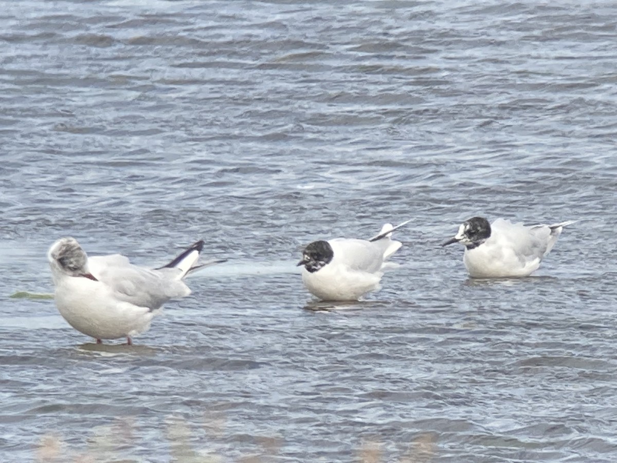 Little Gull - ML643721735