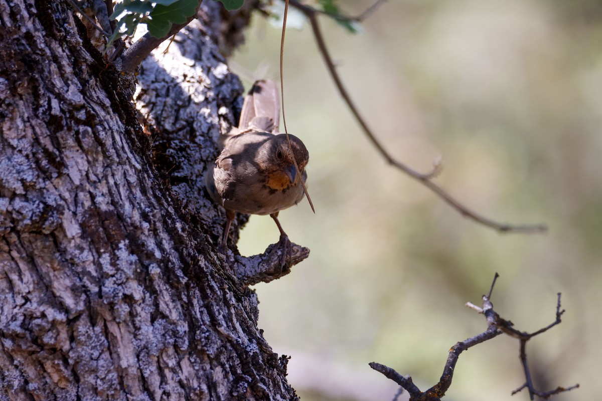 California Towhee - ML643721750