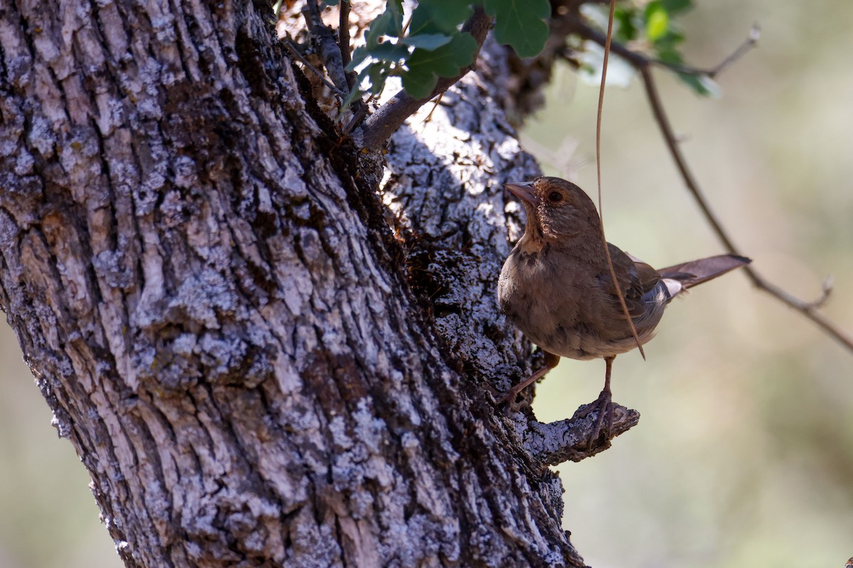 California Towhee - ML643721751