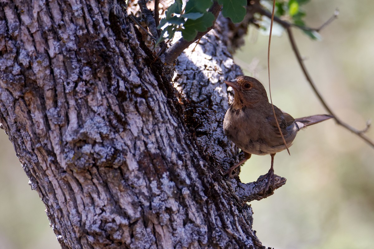 California Towhee - ML643721752